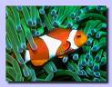 nemo.jpeg